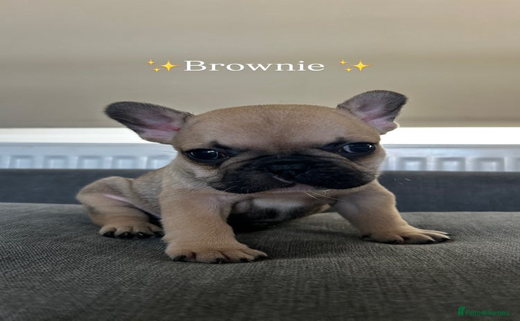 French Bulldog dogs - Advert 16