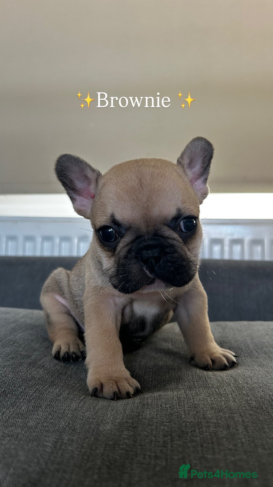 French Bulldog dogs for sale: FrenchAngels 👼🏼🐾 - Image 1