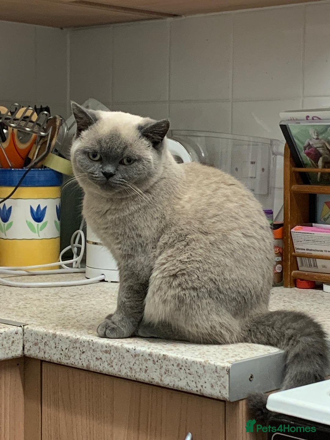 British Shorthair cats for sale: STUNNING LILAC BLUE BHS YOUNG FEMALE CAT - Advert 5