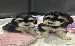 Cockapoo dogs for sale: Beautiful F1 Cockapoo puppies  - Image 27