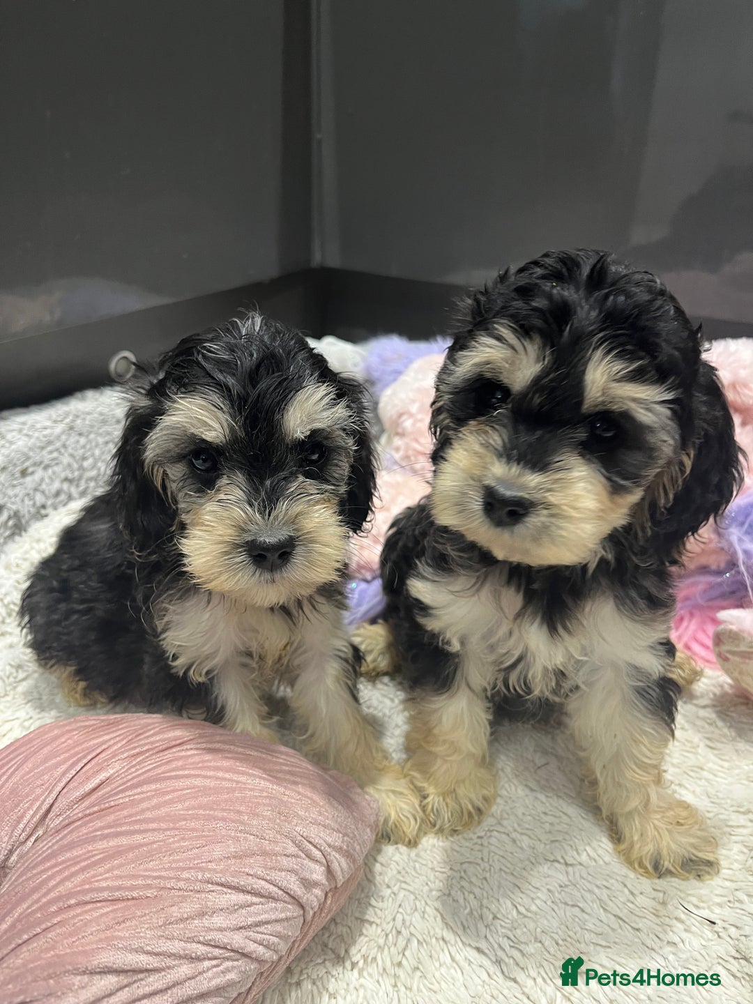Cockapoo dogs for sale: Beautiful F1 Cockapoo puppies  - Image 27