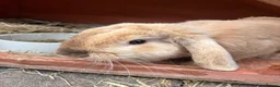Harlequin rabbits for sale: 6 month old female rabbit - Advert 2