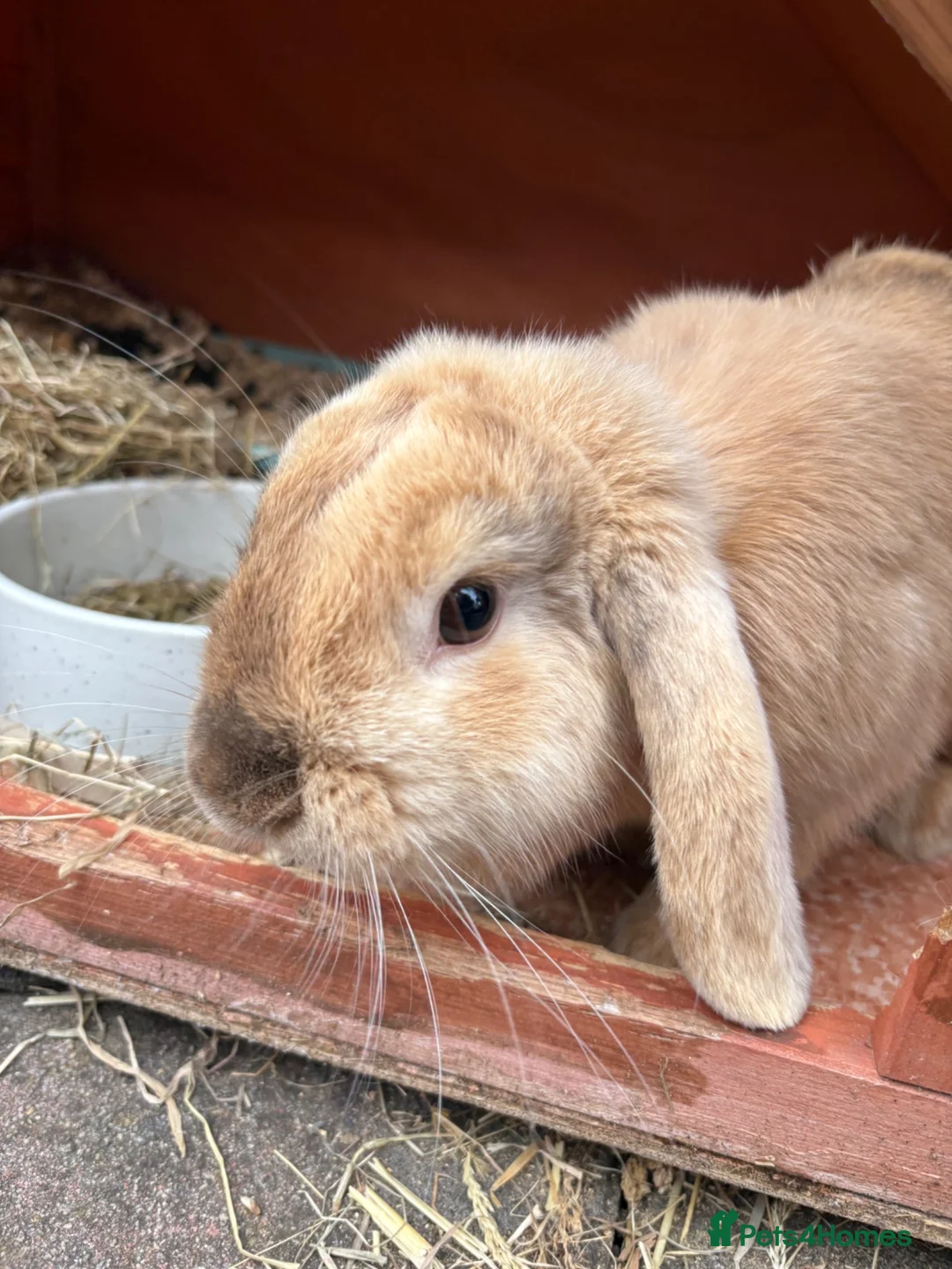 Harlequin rabbits for sale: 6 month old female rabbit - Advert 2