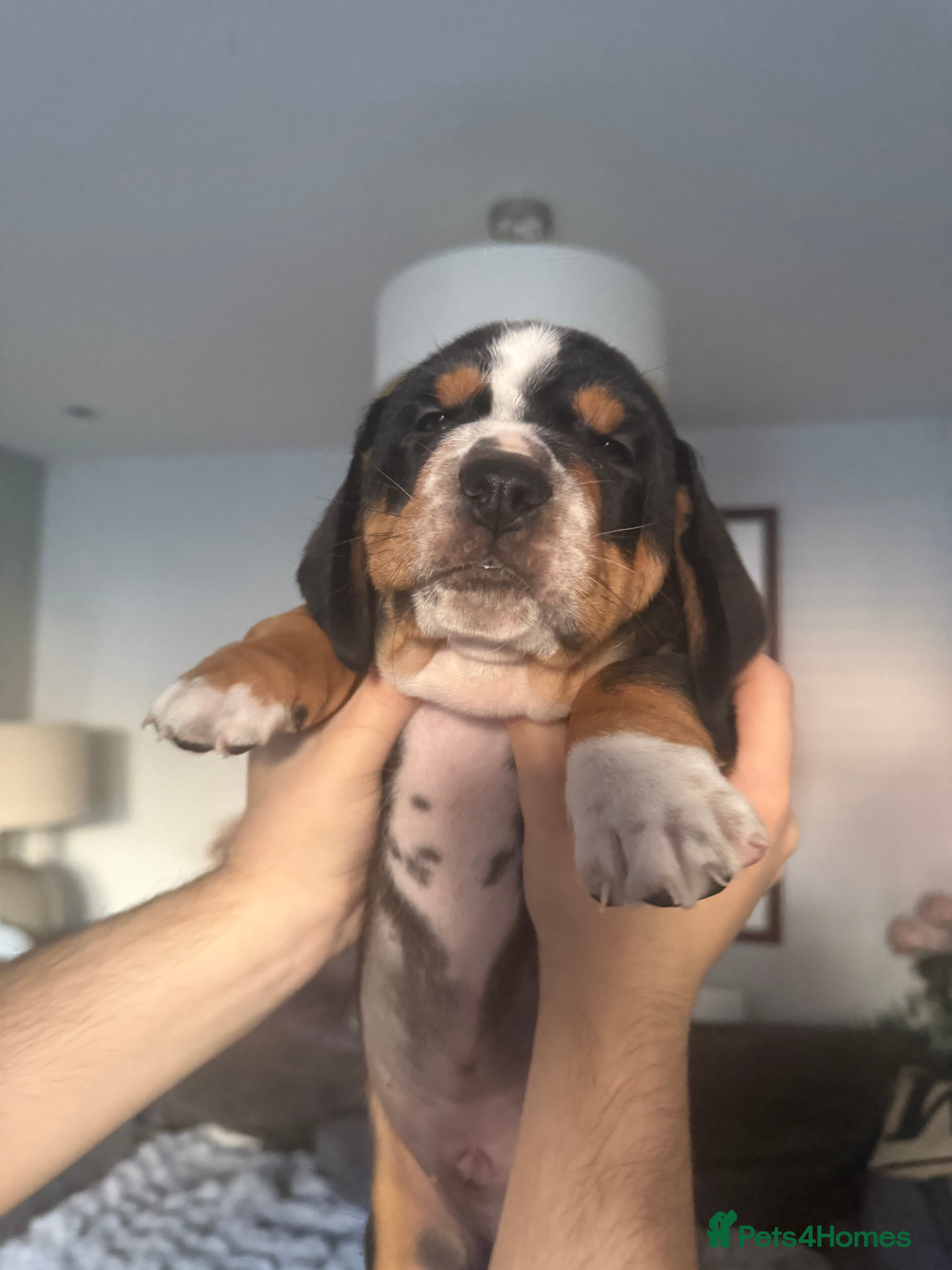 Mixed Breed dogs Bully Basset’s ( Bull dog x Bassett Hound)  - Advert 3