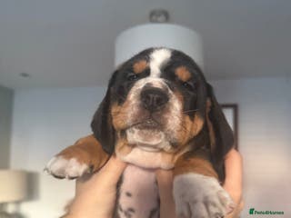 Mixed Breed dogs Bully Basset’s ( Bull dog x Bassett Hound) - Advert 2