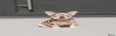 Yellow Collar - Buttercup