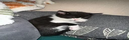 Mixed Breed cats for sale: Adorable kittens looking for their forever homes - Advert 7