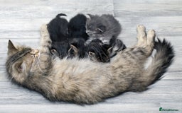 Ragdoll cats for sale: Lilly and poppy  - Image 7