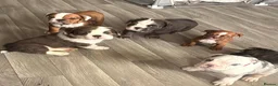 English Bulldog dogs for sale: ‼️REDUCED‼️STUNNiNG DWKC ENGLISH BULLDOG PUPPIES - Advert 1