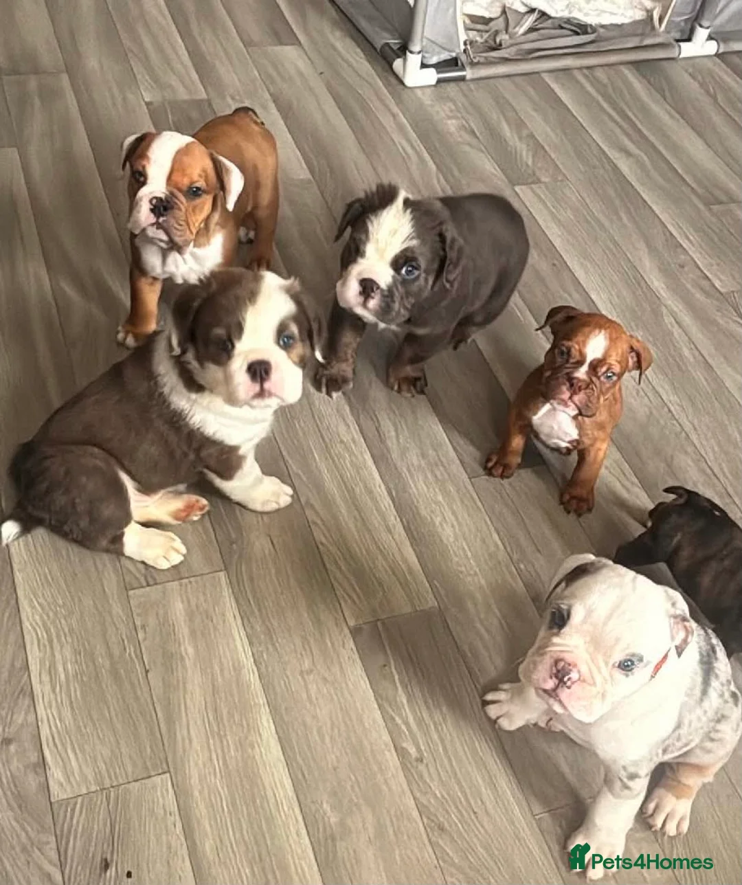English Bulldog dogs for sale: ‼️REDUCED‼️STUNNiNG DWKC ENGLISH BULLDOG PUPPIES - Advert 1