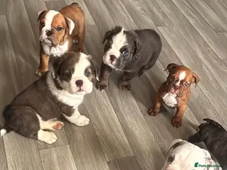 English Bulldog dogs ‼️REDUCED‼️STUNNiNG DWKC ENGLISH BULLDOG PUPPIES - Advert 16