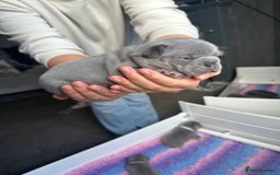 French Bulldog dogs for sale: 2nd litter of ⭐Jesus⭐️ natk9 frenchies - Image 24