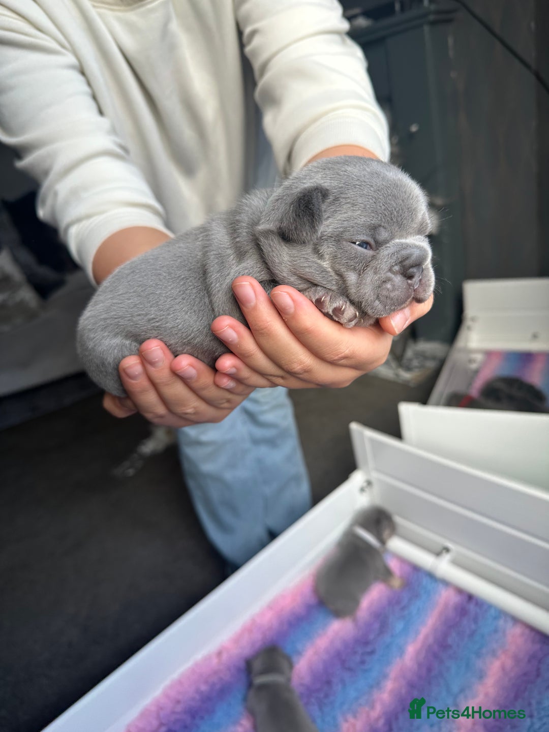 French Bulldog dogs for sale: 2nd litter of ⭐Jesus⭐️ natk9 frenchies - Image 24