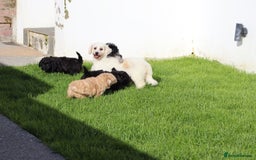 Poochon dogs for sale: F1 Poochon puppies For Sale  - Image 18