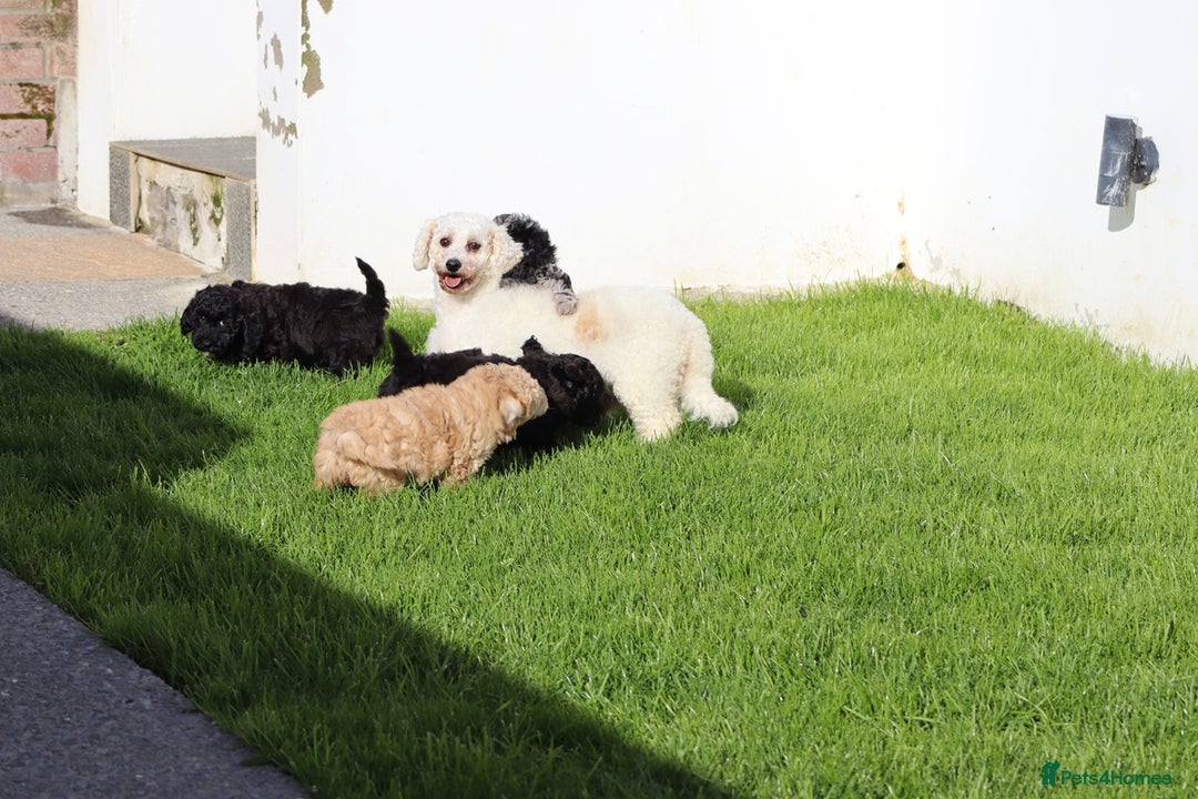 Poochon dogs for sale: F1 Poochon puppies For Sale  - Image 18