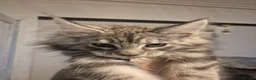 Maine Coon cats for sale: Maine Coon Kittens READY NOW - Advert 3