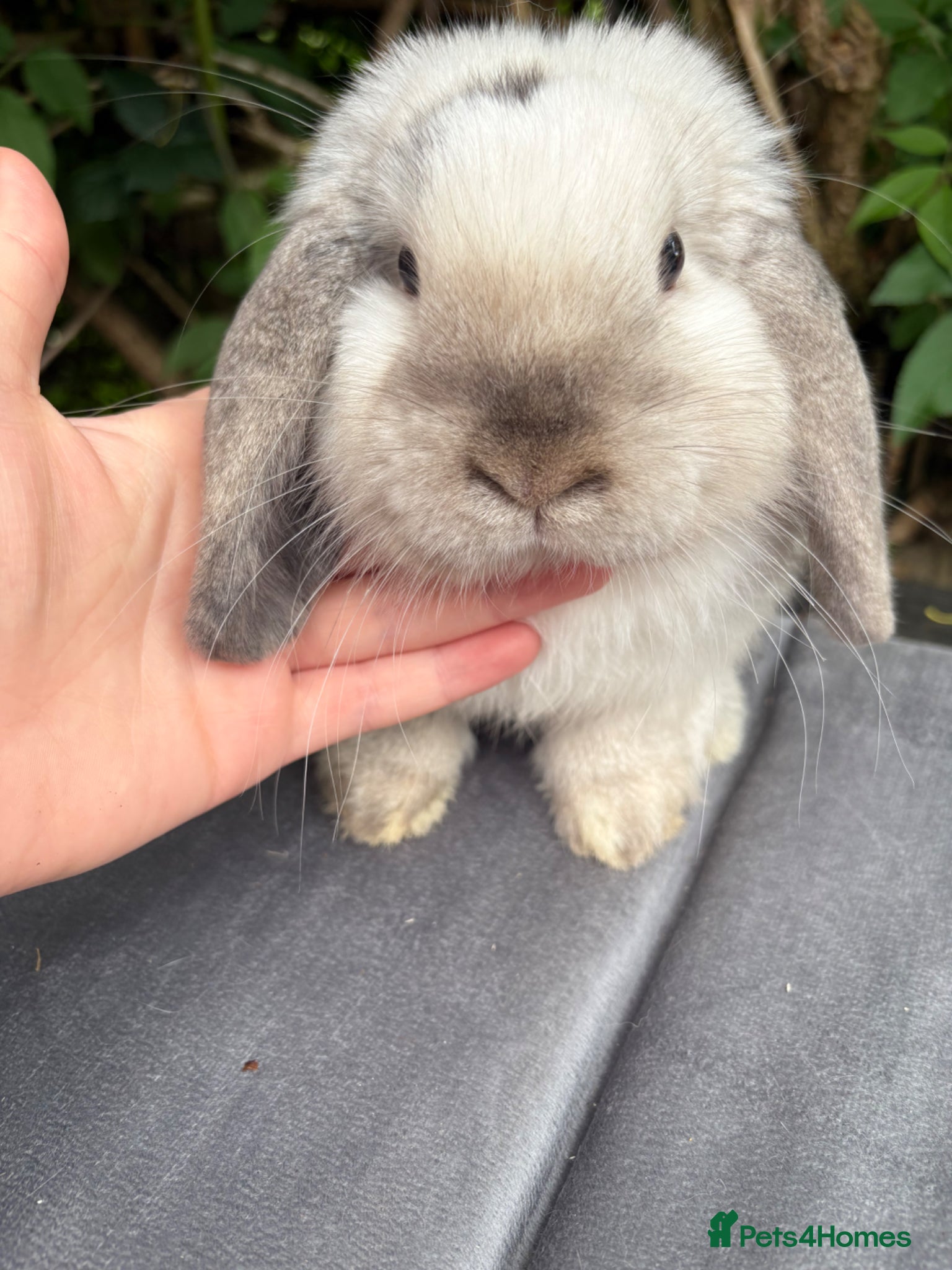 Netherland Dwarf rabbits for sale: Netherland dwarf babies and mini lop buck  - Advert 3