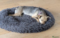 Mixed Breed dogs for adoption: Cute Heidi looking for LOVE - Image 3