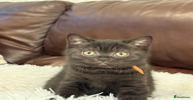 British Shorthair cats - Advert 2