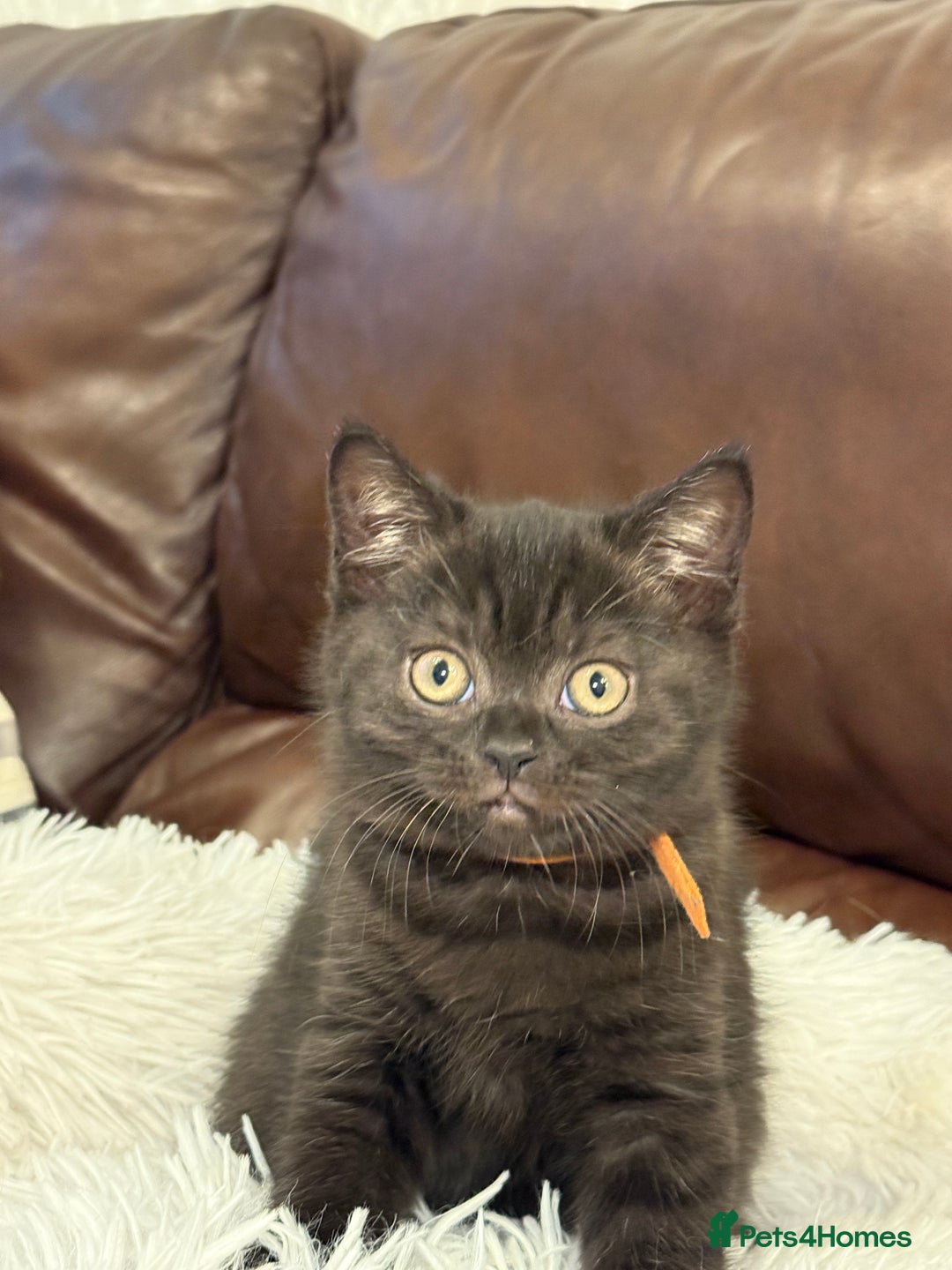 British Shorthair cats for sale: Only 2 girls left ready to go BBSH - Image 13