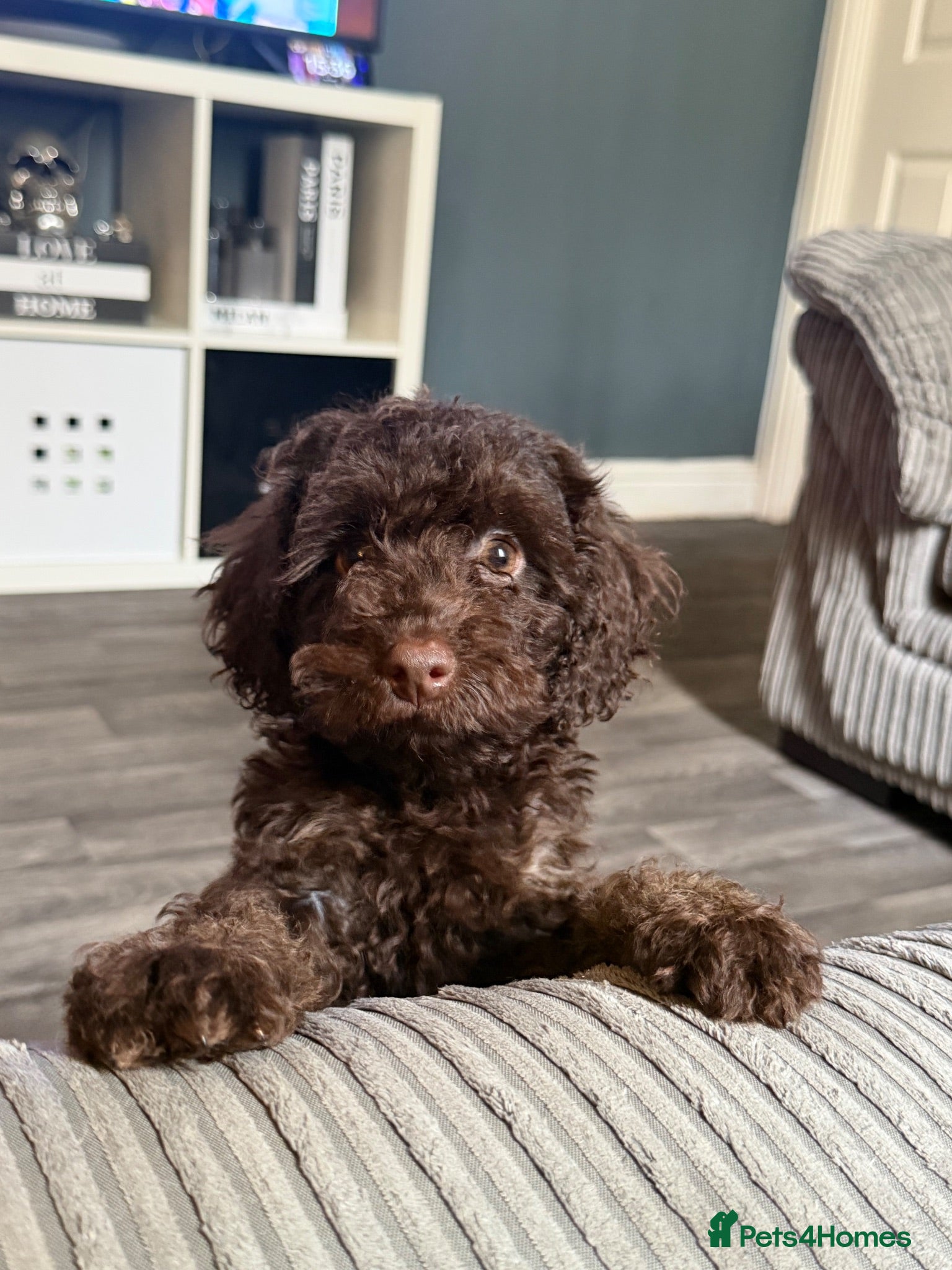 Cockapoo dogs Last Puppy remaining ❤️ f3 cockapoo puppies 🐾 - Advert 11