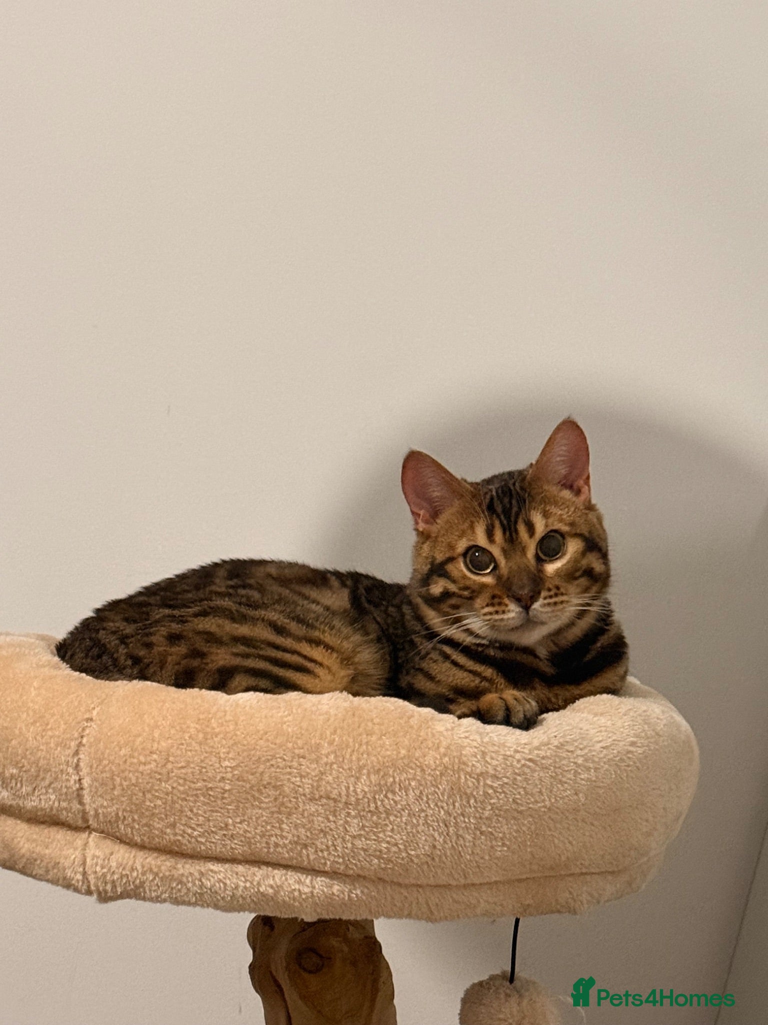 Bengal cats Glitter Rosetted Male Bengal for Sale 1yr old - Advert 1