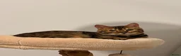 Bengal cats for sale: Glitter Rosetted Male Bengal for Sale 1yr old - Advert 1