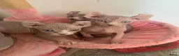 Sphynx cats for sale: Elf sphynx kittens in Runcorn - Advert 2
