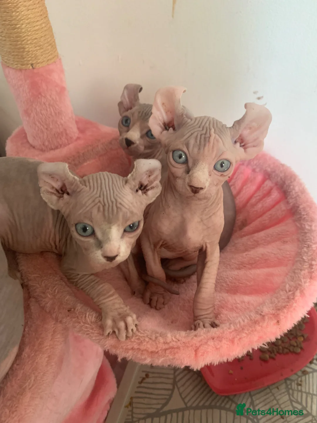 Sphynx cats for sale: Elf sphynx kittens in Runcorn - Advert 2