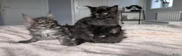 Maine Coon cats for sale: Black&Black Smoke Tica registered  - Advert 5