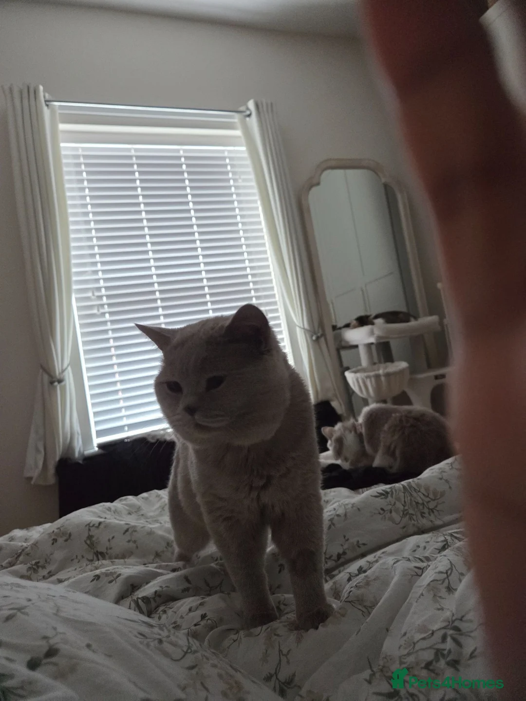British Shorthair cats for sale: British cat  - Advert 2