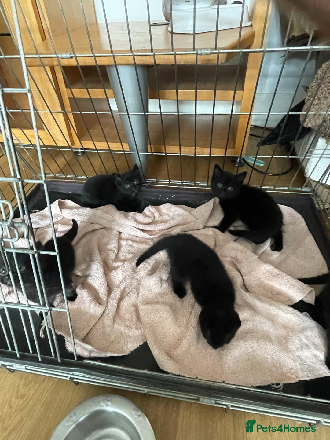 British Shorthair cats for sale: Litter of 5 lovely kittens  - Image 4