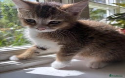 Mixed Breed cats for sale: 12 kittens 3 litters ready to reserve in St Albans - Image 16