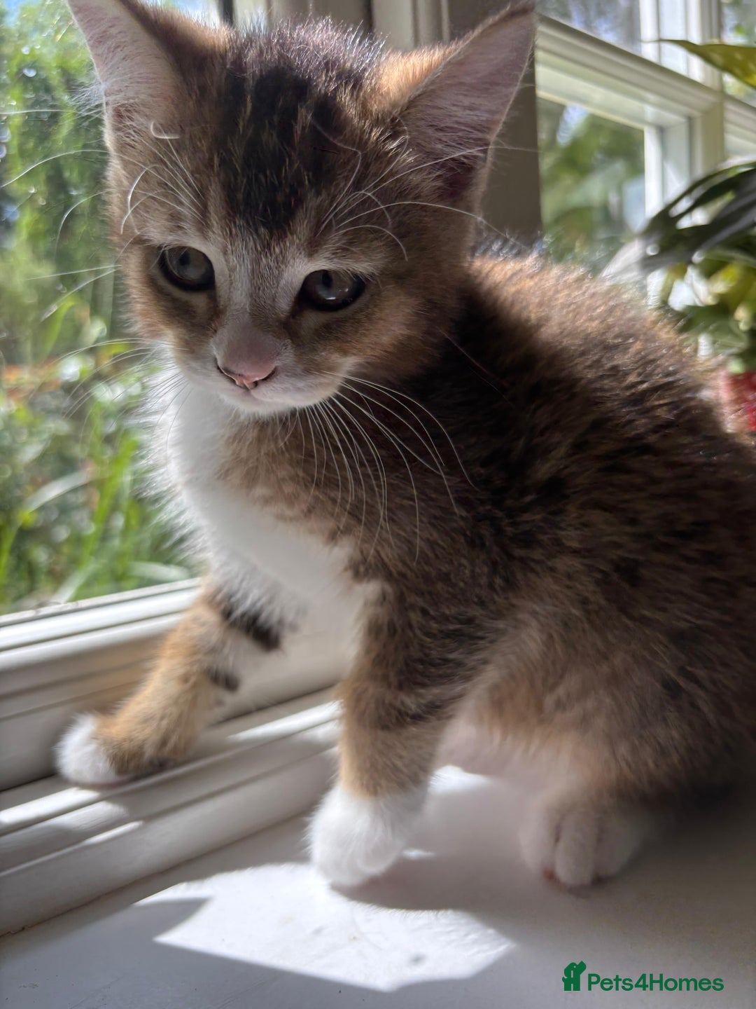 Mixed Breed cats for sale: 12 kittens 3 litters ready to reserve in St Albans - Image 16