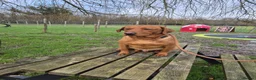 Labrador Retriever dogs for sale: Toady - Fox Red Labrador - Advert 4