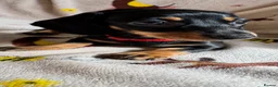 Miniature Dachshund dogs for sale: 3 miniature dachshund pups, female black and tan in Newport - Advert 9