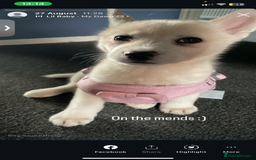 Siberian Husky dogs for sale: Husky for sale - Image 5
