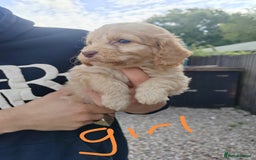 Cockapoo dogs for sale: Cookerpoo - Image 10
