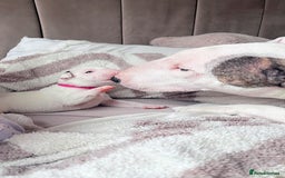 English Bull Terrier dogs for sale: Adorable English Bull Terrier Puppies - Image 2