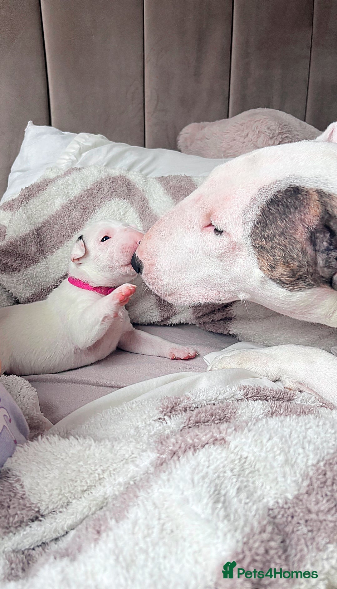 English Bull Terrier dogs for sale: Adorable English Bull Terrier Puppies - Image 2