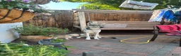 Mixed Breed dogs for sale: White Swiss shepherd cross wolf dog - Advert 20