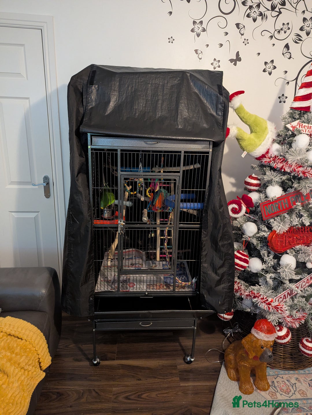 Parakeets birds for sale: Male barraband parakeet - Advert 7