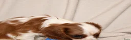 Cavalier King Charles Spaniel dogs for sale: Exceptional Cavalier King Charles Spaniel Puppies in Romsey - Advert 6