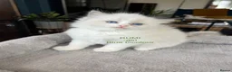 Ragdoll cats for sale: Beautiful Ragdoll Pedigree kittens - Advert 6