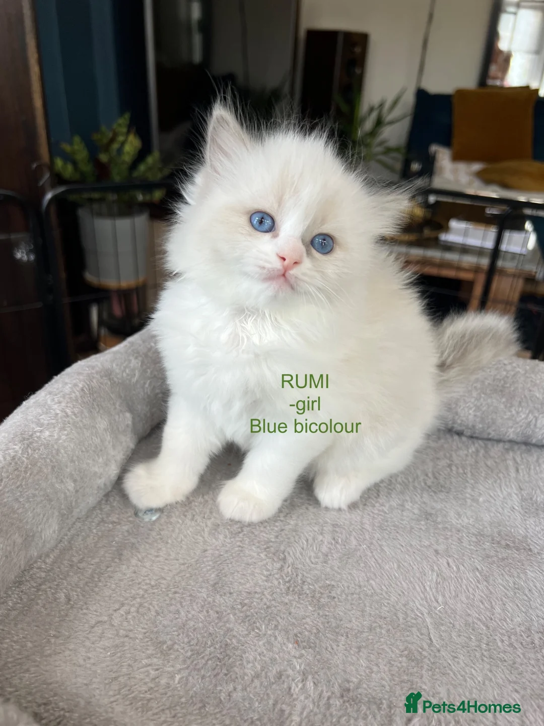 Ragdoll cats for sale: Beautiful Ragdoll Pedigree kittens - Advert 6