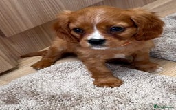 Cockalier dogs for sale: Gorgeous Cockalier Puppies… - Image 8
