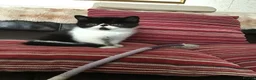 Exotic cats for sale: Hello my name is Tyson - Advert 1
