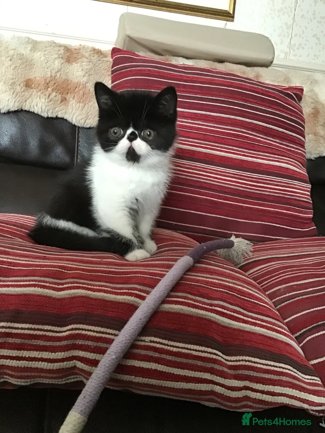 Exotic cats for sale: Hello my name is Tyson - Advert 1