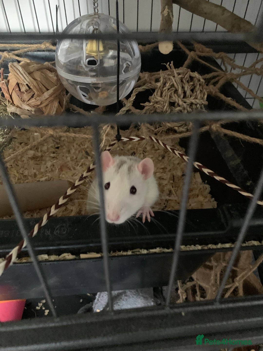Rat rodents for sale: Male rats looking for new home asap  - Image 4