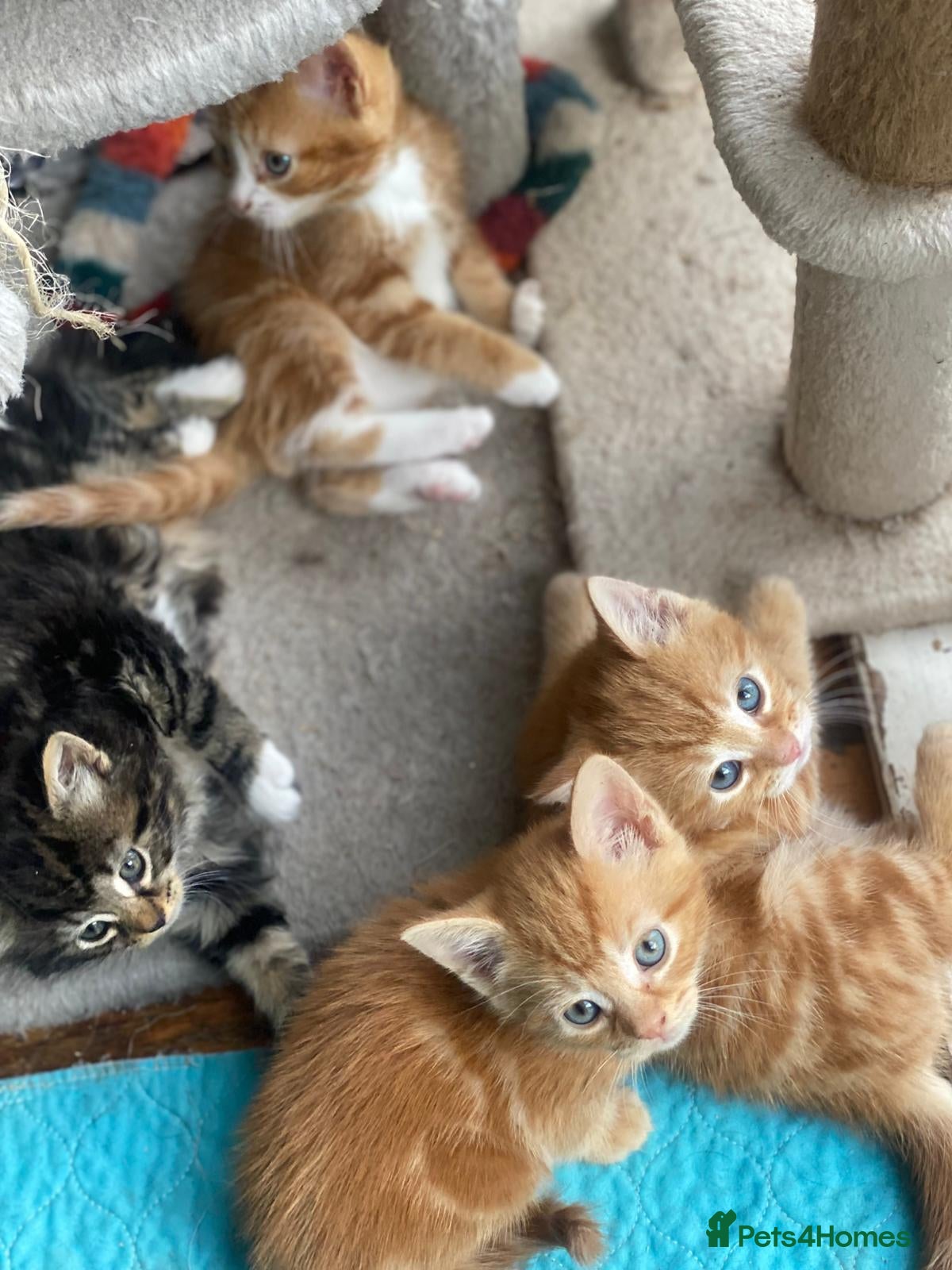 Mixed Breed cats Ready to go 4 ginger boy 1 tabby girl - Advert 2
